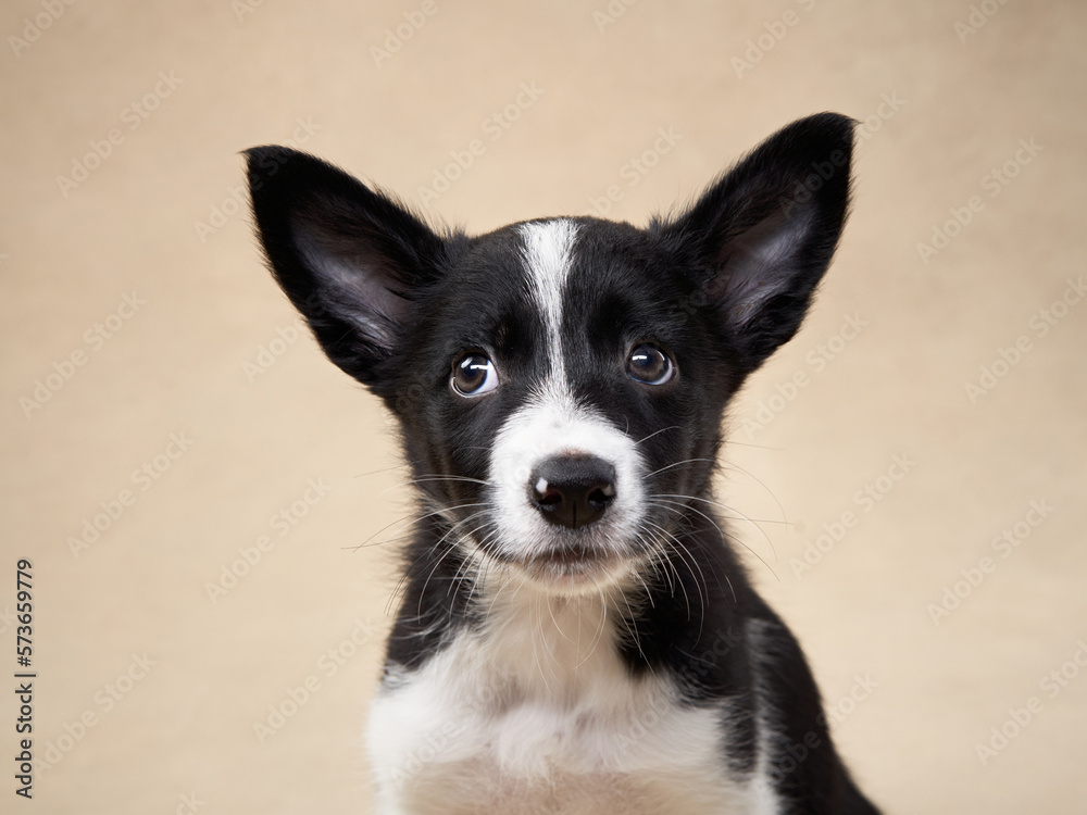 black and white puppy on a beige background. one month old border collie in studio. Dog in studio black and white puppy on a beige background. one month old border collie in studio. Dog in studio