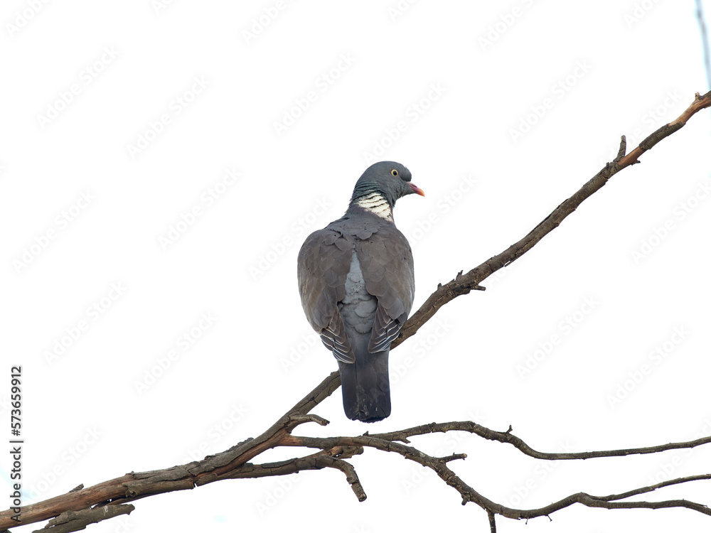 Fototapeta premium Common Wood Pigeon. Columba palumbus.