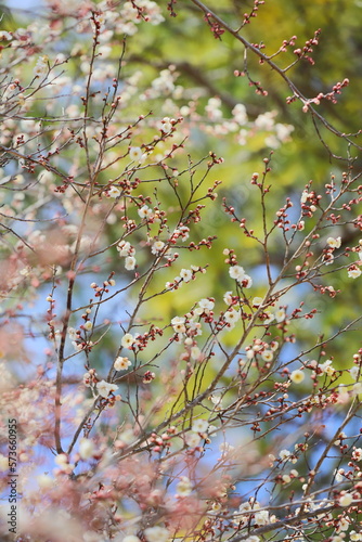 八重咲きの白梅 © naname21