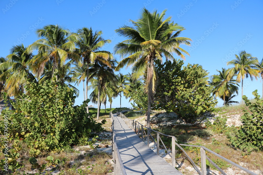 Obraz premium Coconut palms tree on the beach in Cuba, Caribbean