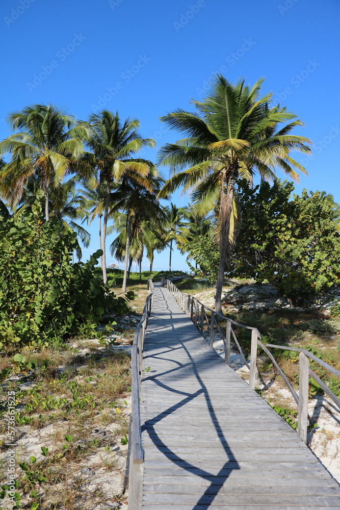 Coconut trees at Playa Santa Lucia, Cuba Caribbean