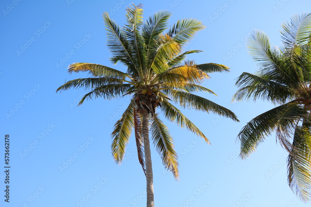 Coconut palms tree on the beach in Cuba, Caribbean Coconut palms tree on the beach in Cuba, Caribbean