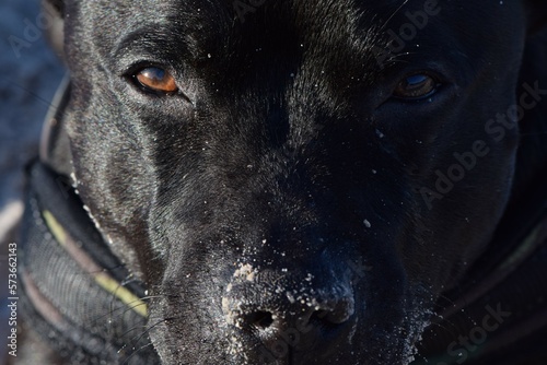 Gros plan sur le regard d'un chien de race Stafforshire Bullterrier 
