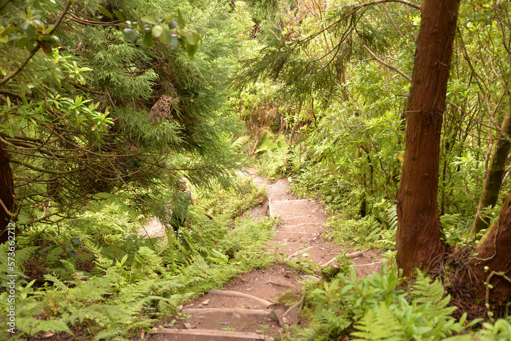 Fototapeta premium Relict forest of the Azores