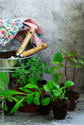 Flower seedlings, soil, gardening tools and gloves on a concrete table.