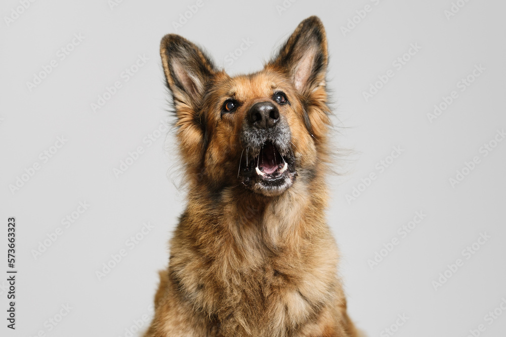 German shepherd dog on a gray background. The dog catches dry food with open mouth. German shepherd dog on a gray background. The dog catches dry food with open mouth.