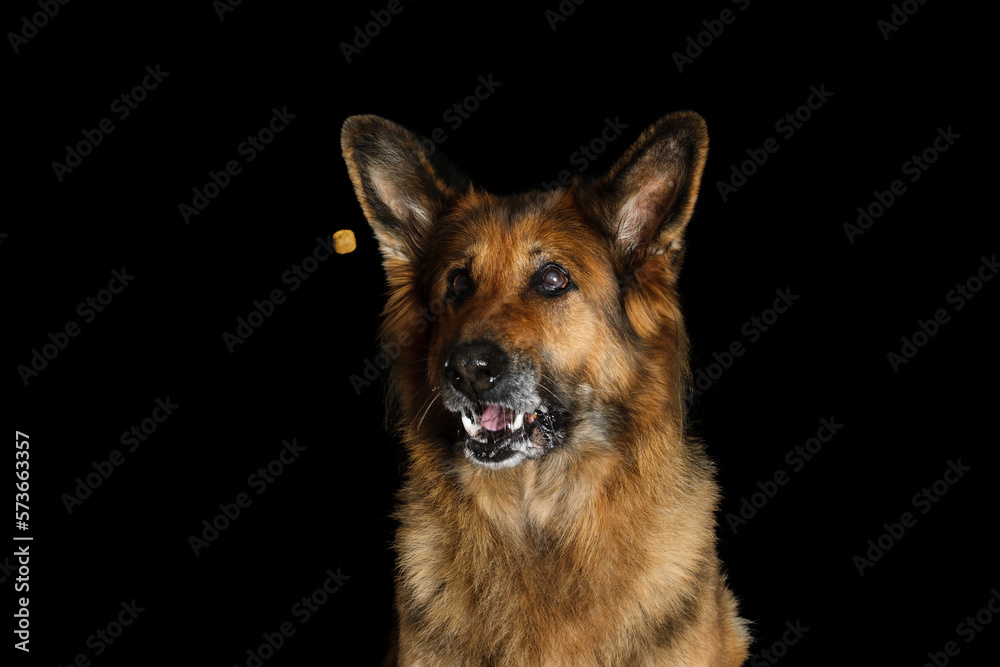 German shepherd with open mouth on a black background. The dog catches dry food.