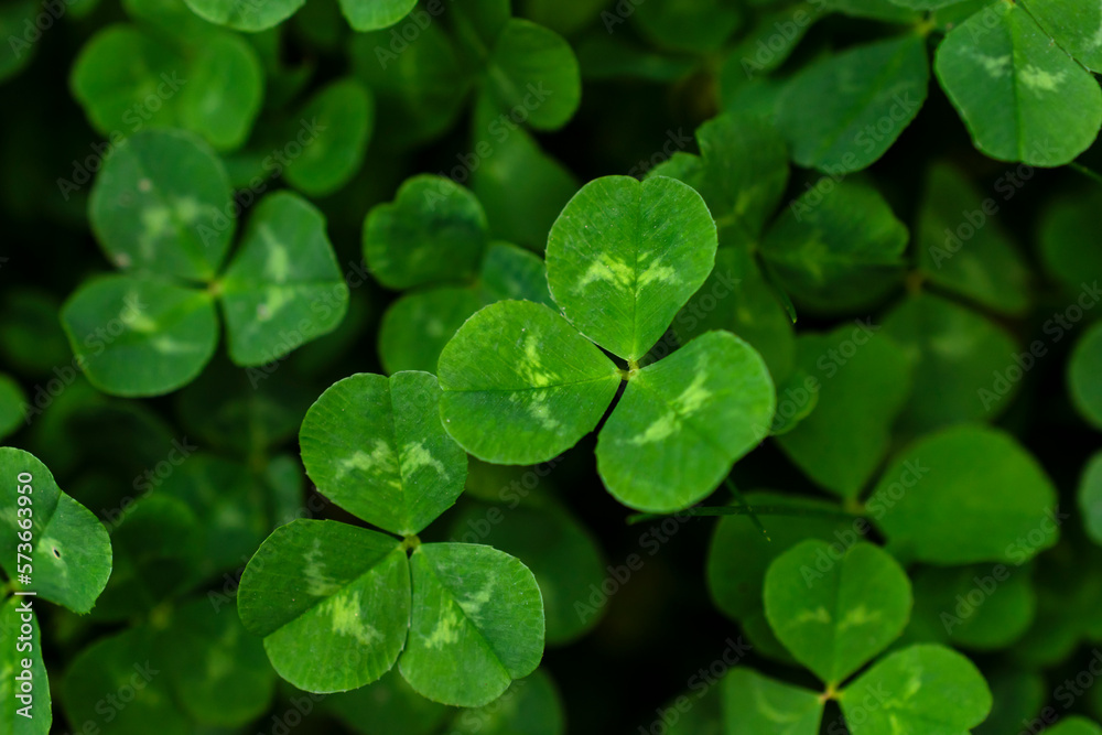 View from above of clovers growing naturally in the nature. View from above of clovers growing naturally in the nature.
