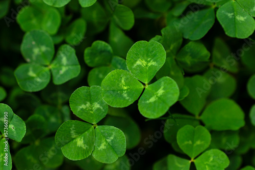 View from above of clovers growing naturally in the nature.