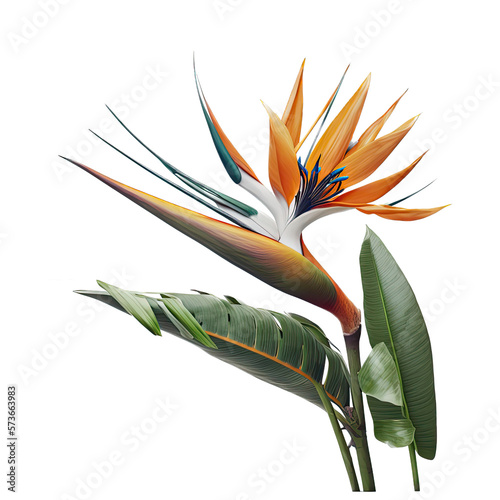 Photo Bird Of Paradise Flower Illustration, Transparent Background, PNG, Generative AI