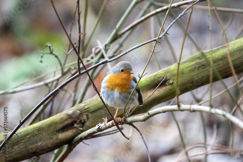 robin on a branch © LDC