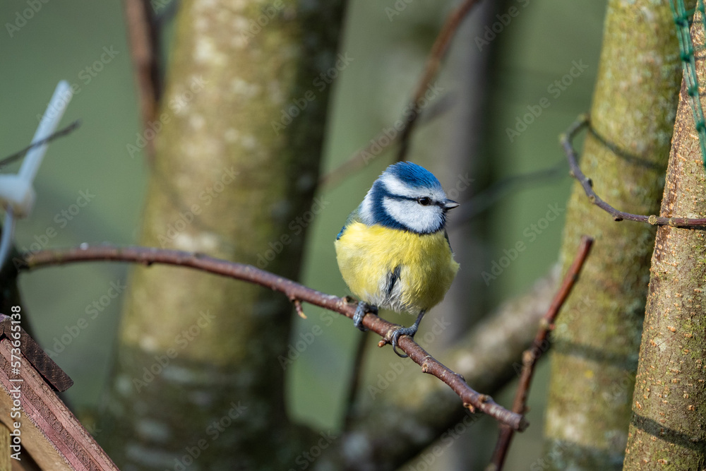 Obraz premium a blue-tit bird on a branch in winter