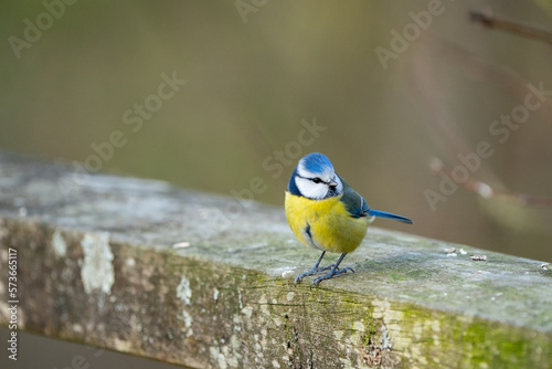a blue-tit bird on a bench in wood in winter