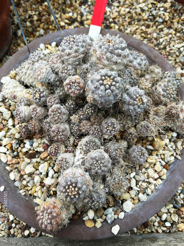 Underground Copiapoa cactus, Copiapoa hypogaea, native to Chile photo