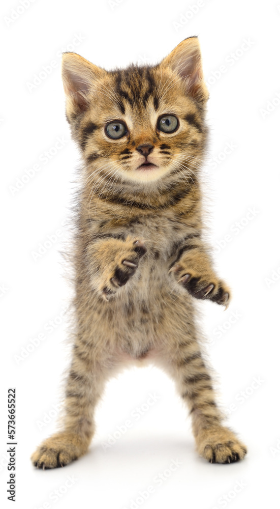 Obraz premium Kitten on white background.