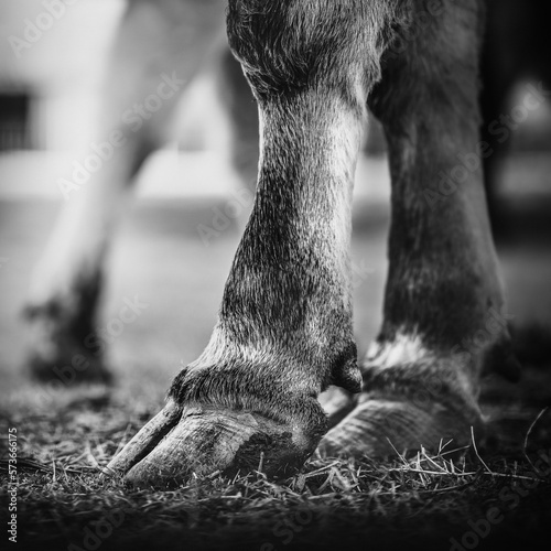 Cow hoof on farm.