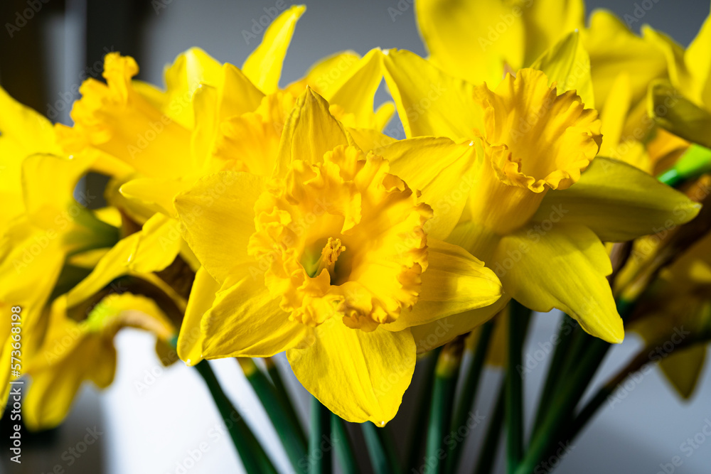 Fototapeta premium Detailed image of bright yellow colored daffodils or Narcissus
