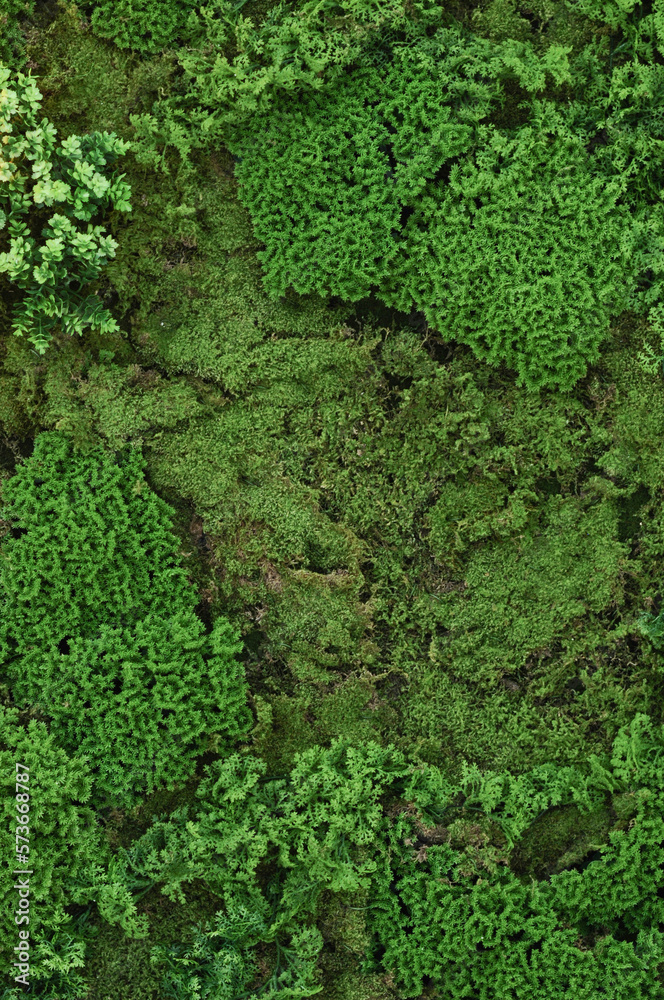 Vast green forest on top view. best neture green background.