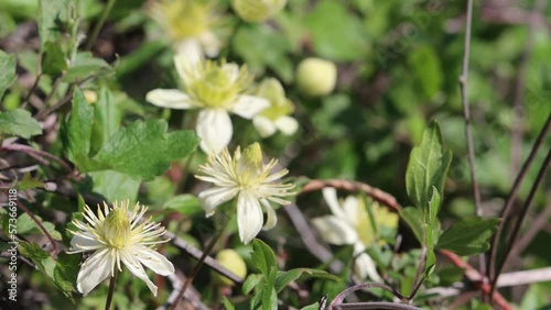 White flowering axillary determinate monoclinous exiguous cyme inflorescences of Clematis Lasiantha, Ranunculaceae, native perennial andromonoecious viny shrub in the Santa Monica Mountains, Winter. photo