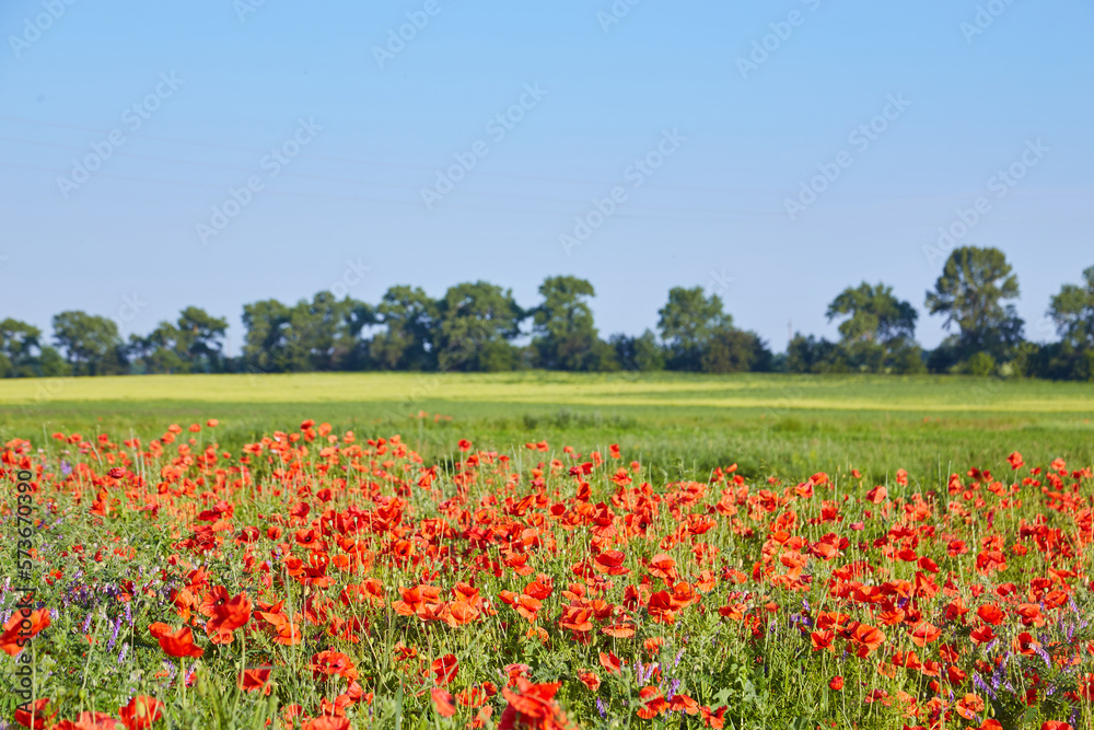 wild red poppy flowers. large poppy field