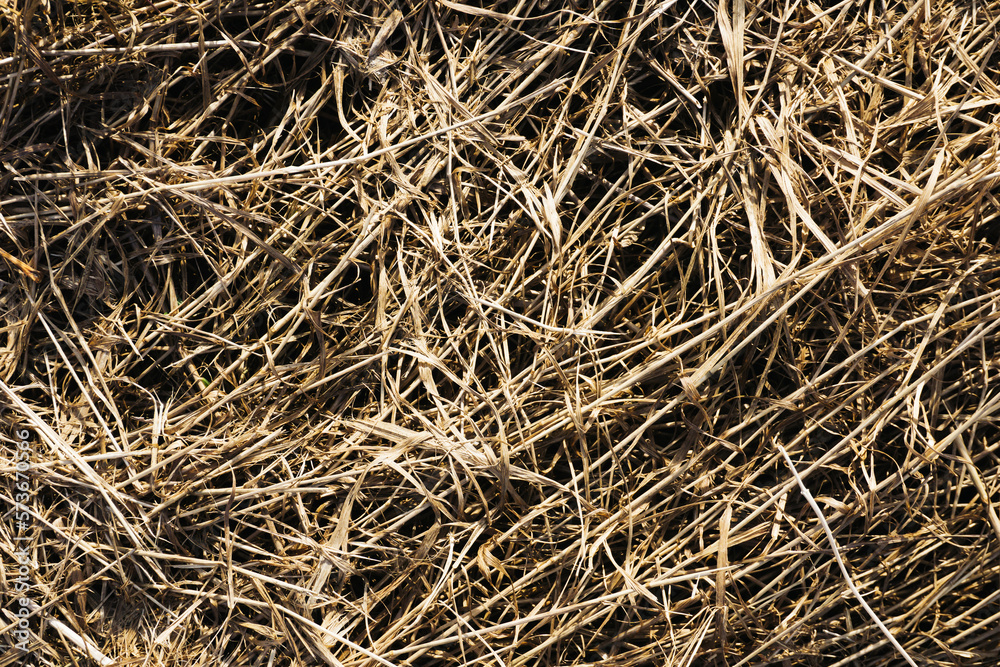 Dry yellow grass texture. Hay background. Countryside farming field. Dry yellow grass texture. Hay background. Countryside farming field.