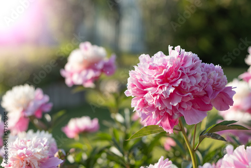 Fototapeta Naklejka Na Ścianę i Meble -  Pink blossom flower named as peony on green background. Soft focus.