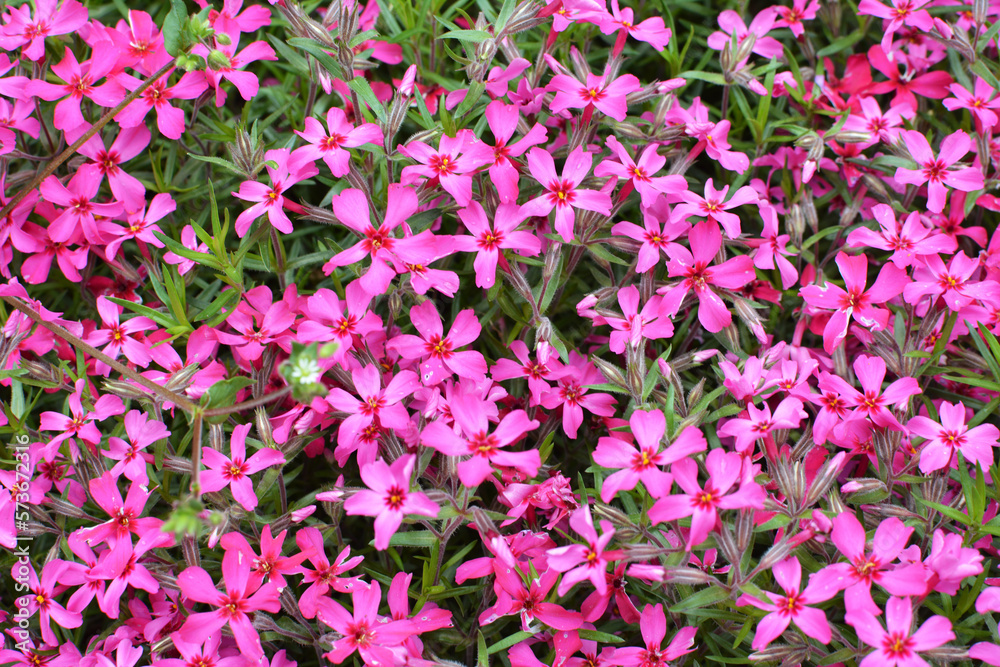 Fototapeta premium Phlox subulata blooms on the flowerbed