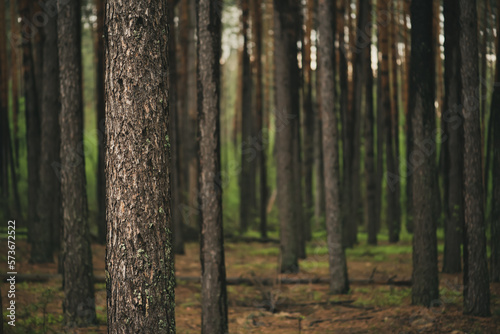 Fototapeta Naklejka Na Ścianę i Meble -  Dark pine forest