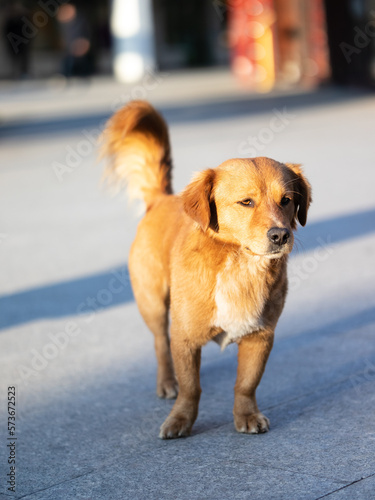 A very beautiful street dog
