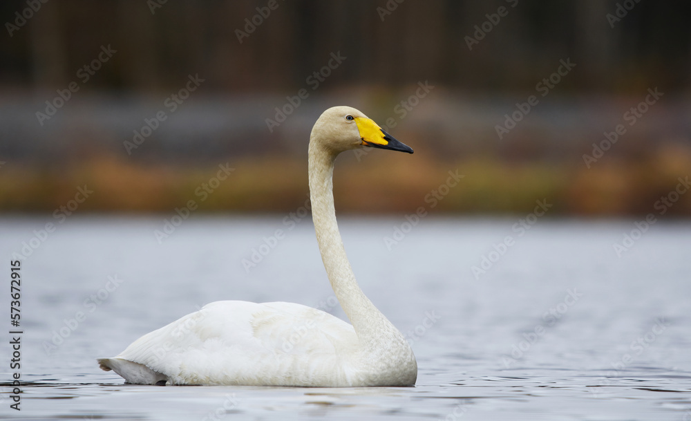 Whooper swan (Cygnus cygnus) with blue eyes swimming in the lake in spring. Whooper swan (Cygnus cygnus) with blue eyes swimming in the lake in spring.