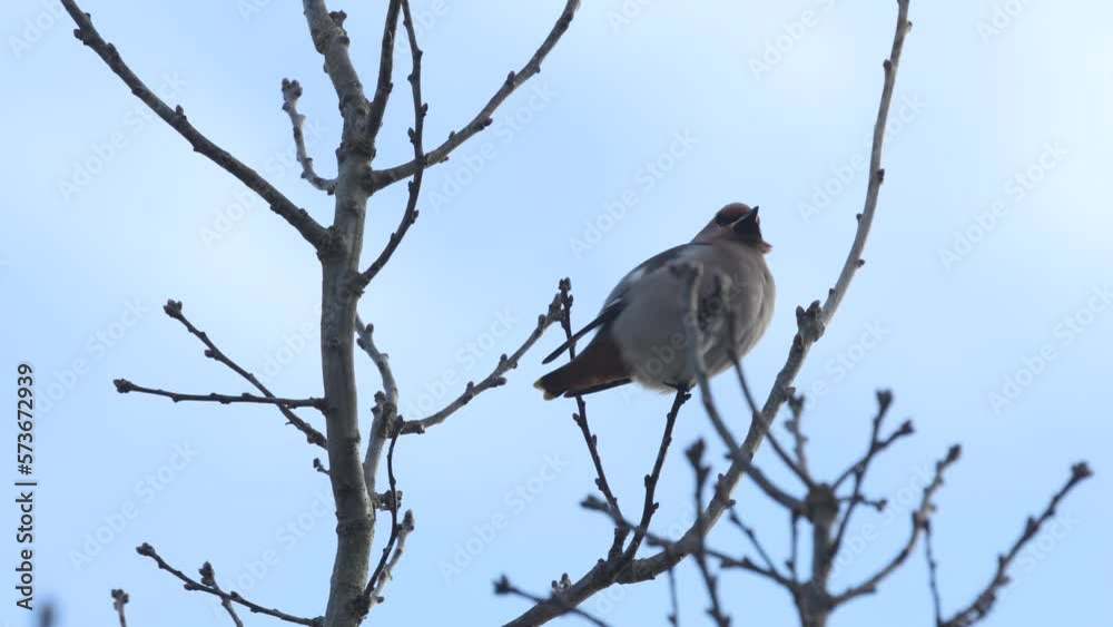 Bohemian waxwing perched on a windy winter day in Estonia, Northern Europe Bohemian waxwing perched on a windy winter day in Estonia, Northern Europe