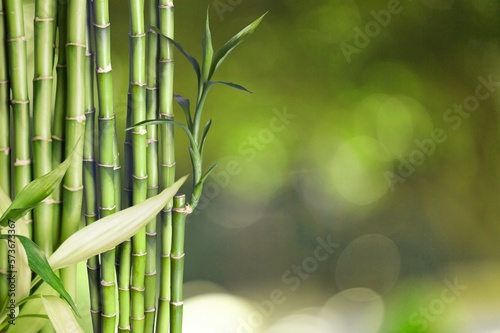Fototapeta Naklejka Na Ścianę i Meble -  Sugar cane on plantation green background.