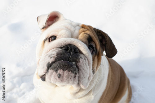 Dog. English bulldog. Animal themes. Holidays and events © Alexander