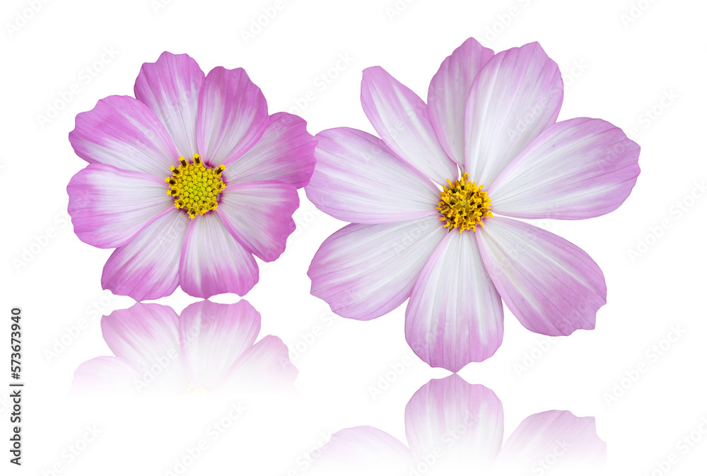 cosmos flower isolated with reflect floor