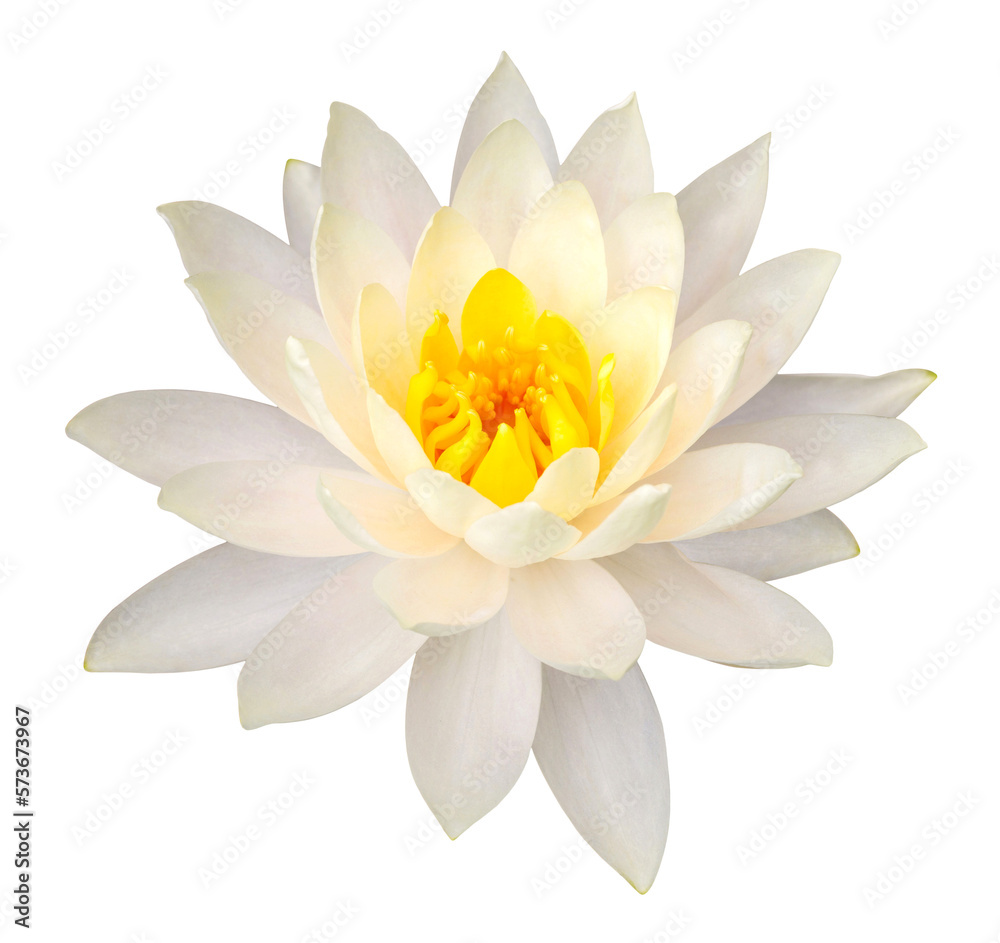 Yellow lotus flower isolated with clipping path Yellow lotus flower isolated with clipping path