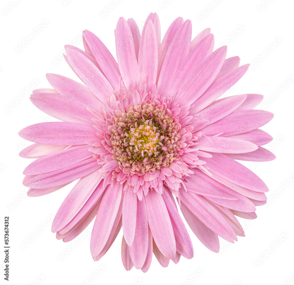 pink gerbera flower isolated with clipping path