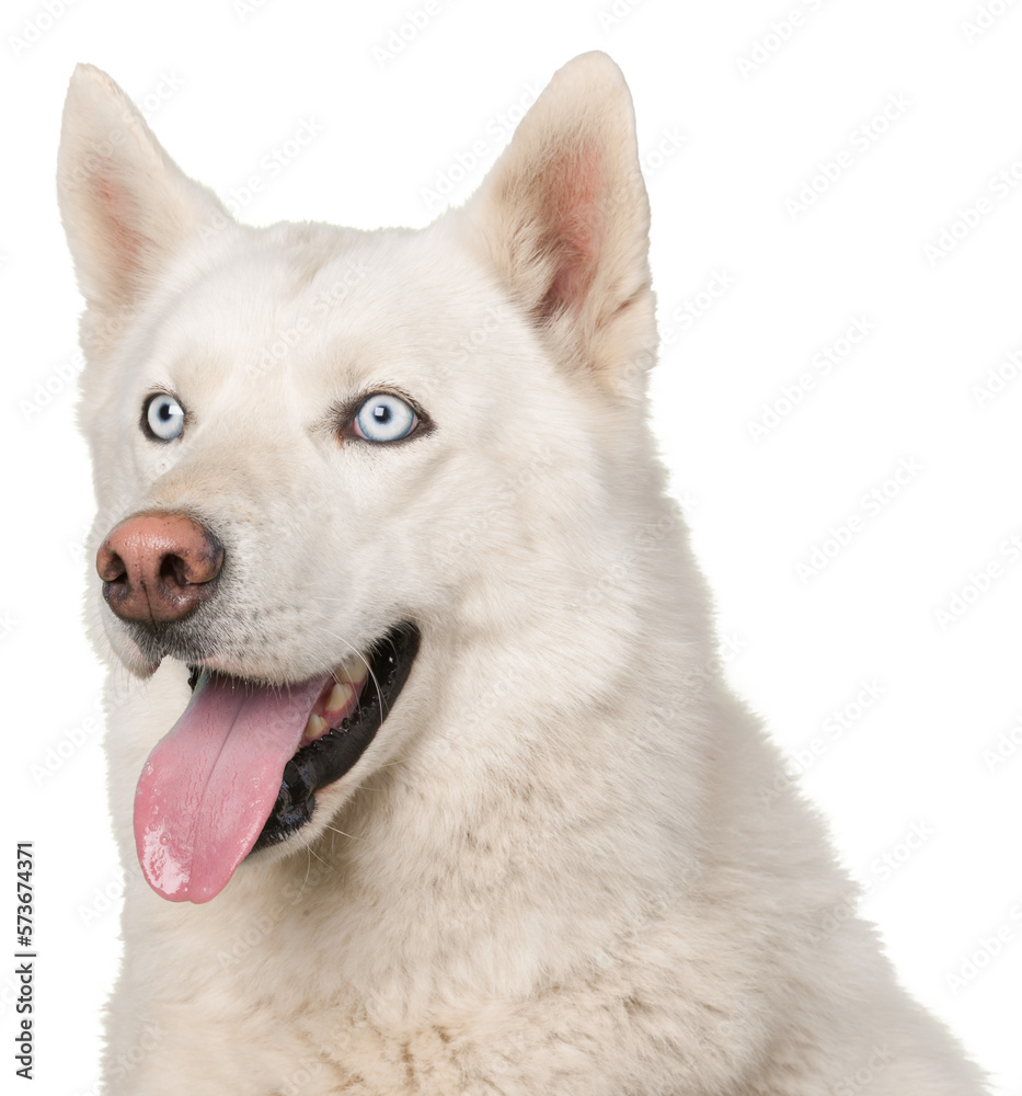 White Husky White Husky