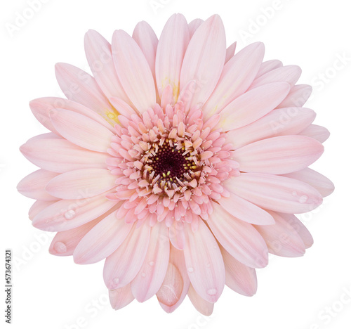 pink gerbera flower isolated with clipping path