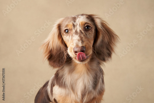 Obraz na plátně longhaired dachshund on a beige background