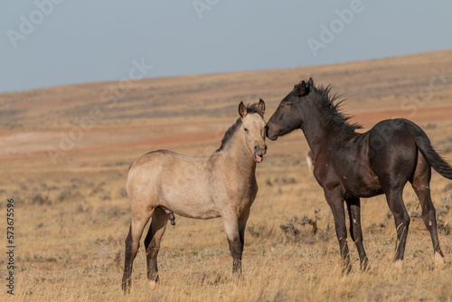Fototapeta Naklejka Na Ścianę i Meble -  Pair of Young Wild Horses Playing in the Wyoming Desert in Autumn