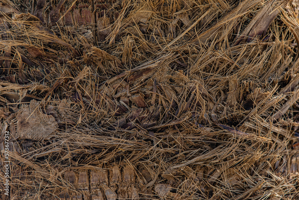hay bale in the field hay bale in the field