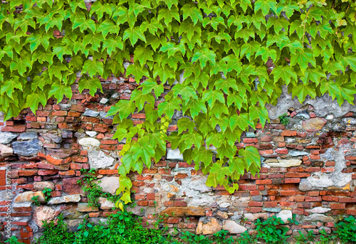 Old damaged brick and stone wall covered in ivy