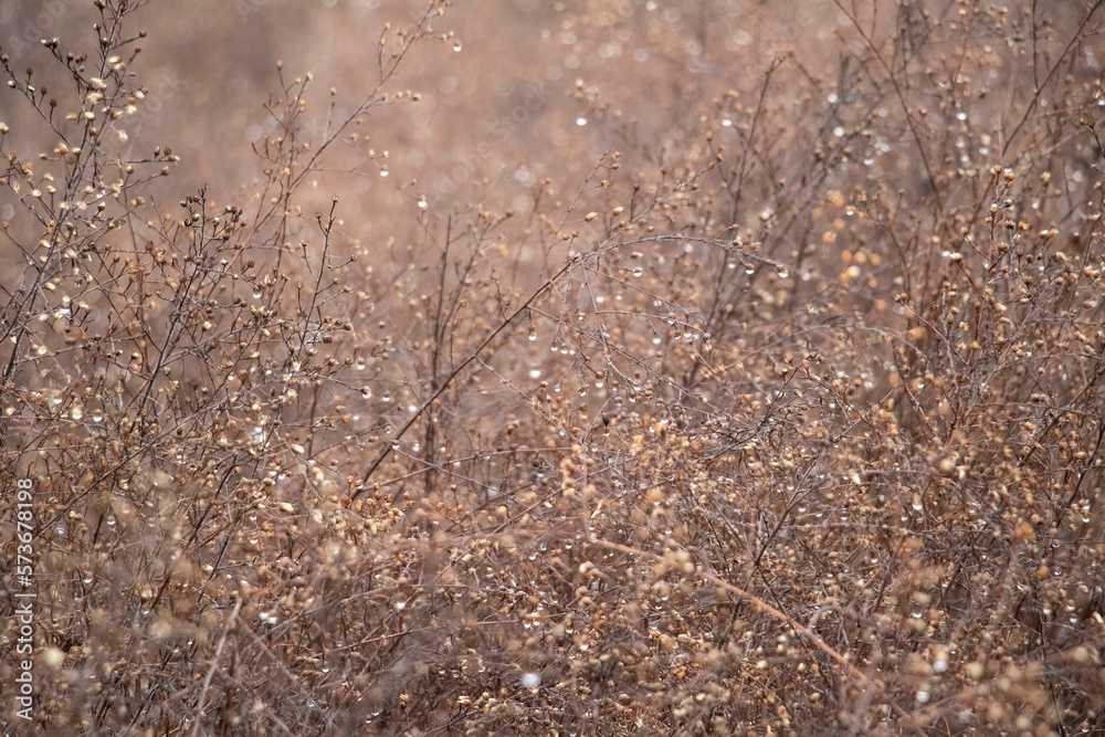 Wet Tall Grass Wet Tall Grass