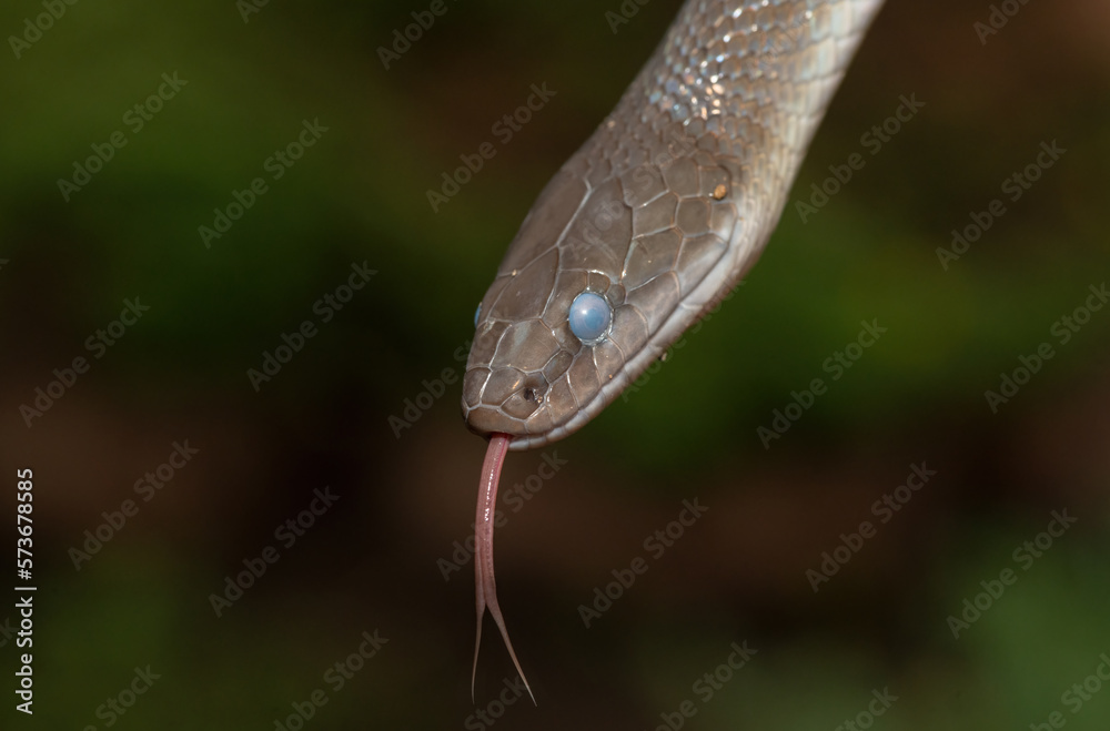 Obraz premium Olive Snake (Lycodonomorphus inornatus)
