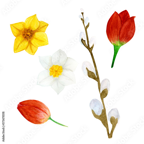 Watercolor floral set  spring flowers  tulip  narcissus  willow twig. Yellow  white  red  brown colors. On a white background. individual design elements.