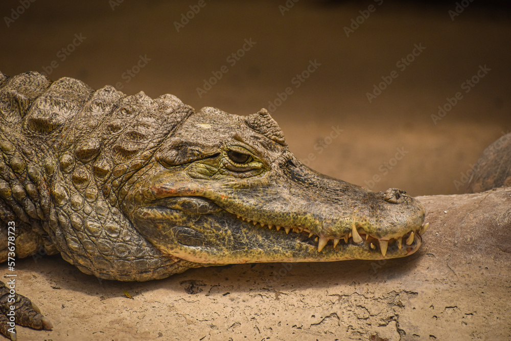 Close-up of a beautiful young alligator in the swamp resting over the rock looking at the camera Close-up of a beautiful young alligator in the swamp resting over the rock looking at the camera