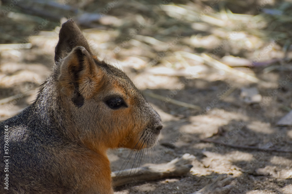 Obraz premium Close-up of a Cute and Beautiful baby Bennet Wallaby or Red-necked wallaby (Macropus rufogriseus) tropical kangaroo 