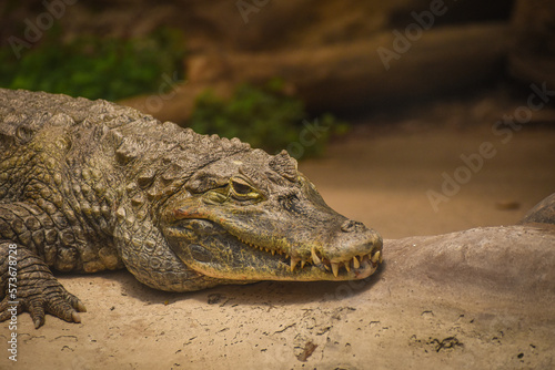 Close-up of a beautiful young alligator in the swamp resting over the rock looking at the camera