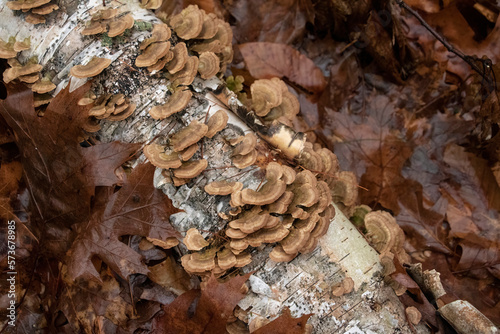 Shelf Fungi