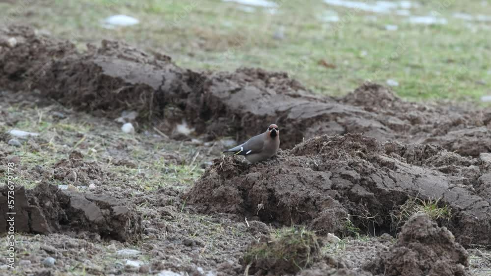 Bohemian waxwing on the ground and eating dirt for digestion in Estonia, Northern Europe Bohemian waxwing on the ground and eating dirt for digestion in Estonia, Northern Europe